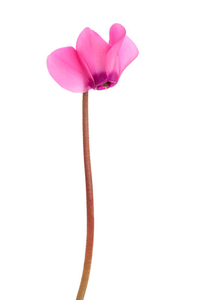 美丽的四朵紫色小花图片下载