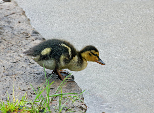 小鸭子站在岸上，油画风格化图片下载