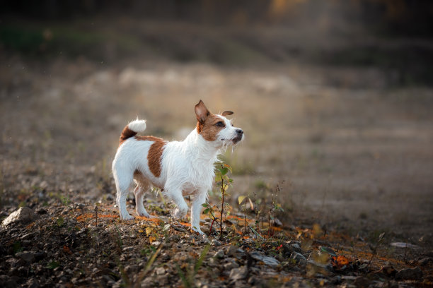 户外杰克罗素梗图片下载