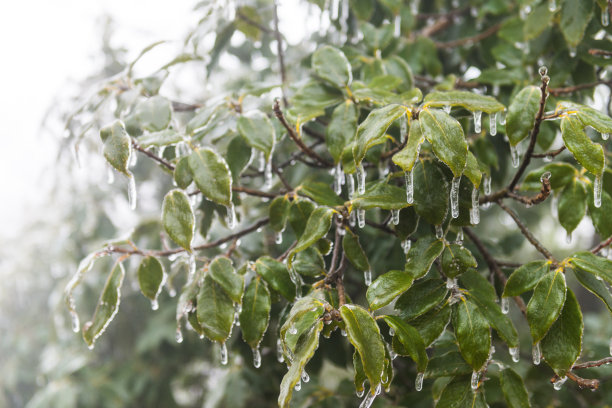冰风暴，结冰，冰柱融化图片下载