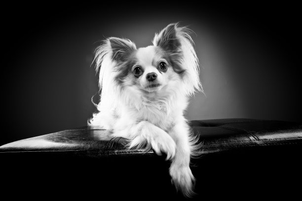 黑白吉娃娃第一部分图片下载