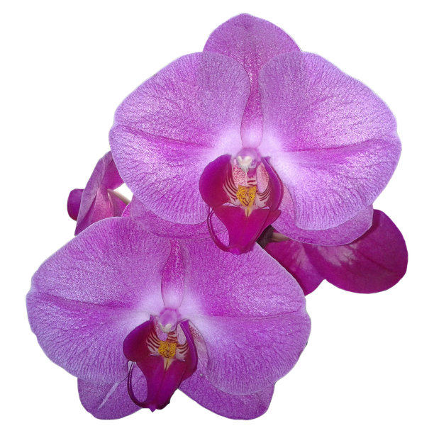 蝴蝶兰花图片下载