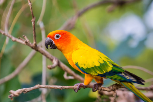 太阳Conure鹦鹉与自然背景素材图片