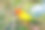 太阳Conure鹦鹉与自然背景素材图片