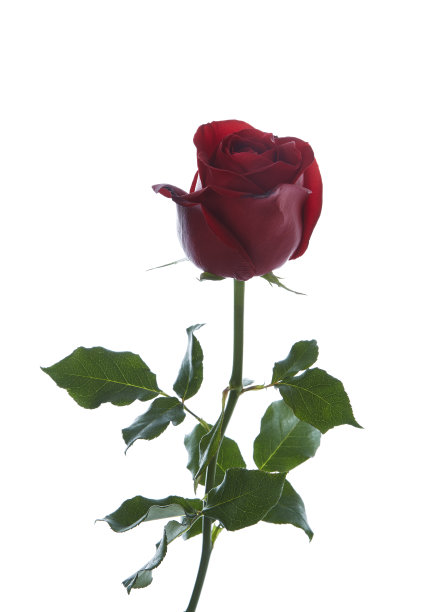 美丽的红玫瑰图片下载