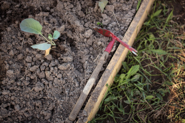 菜园中的番茄和除草工具图片下载