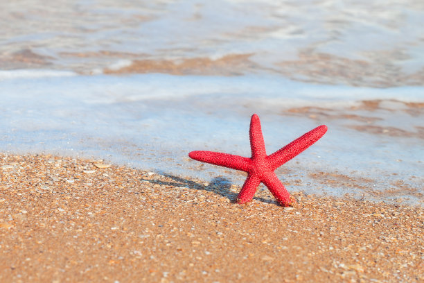 海滩上的红色海星素材图片