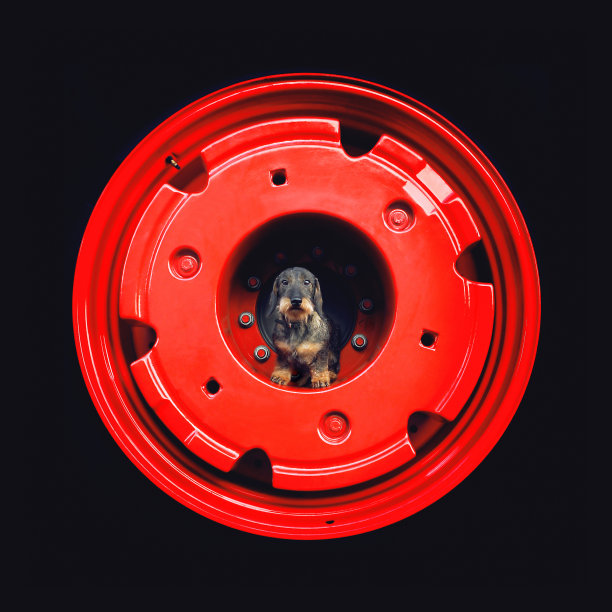 毛发腊肠犬坐在拖拉机上图片下载