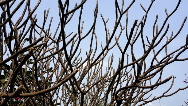 树的树枝图片下载