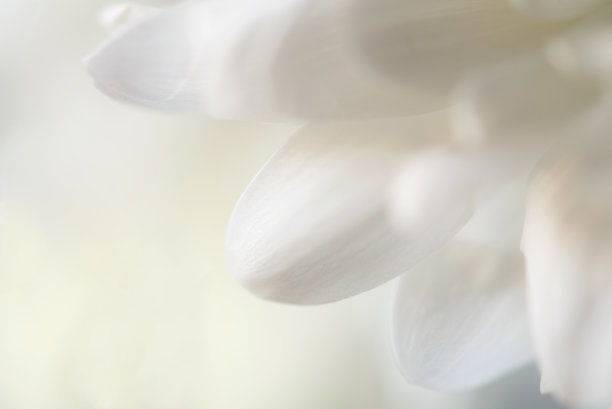 以春花为背景图片下载