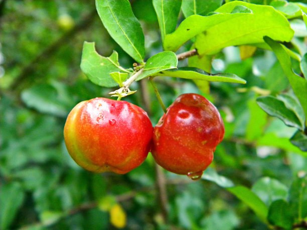 美味的水果针叶图片下载