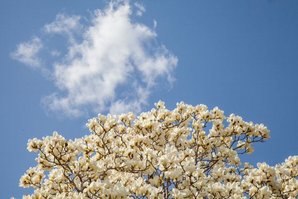 美丽的白玉兰花在蓝天的背景。图片下载