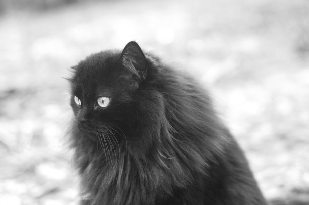 黑色的波斯猫图片下载
