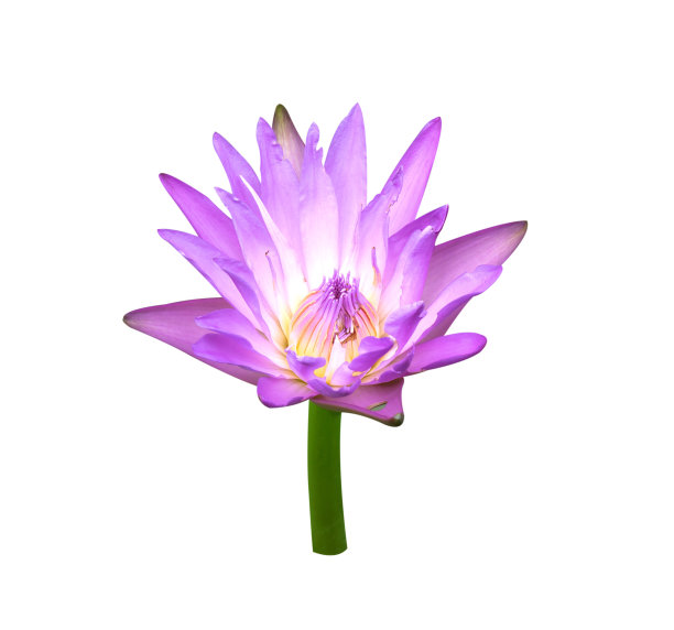 莲花孤立图片下载