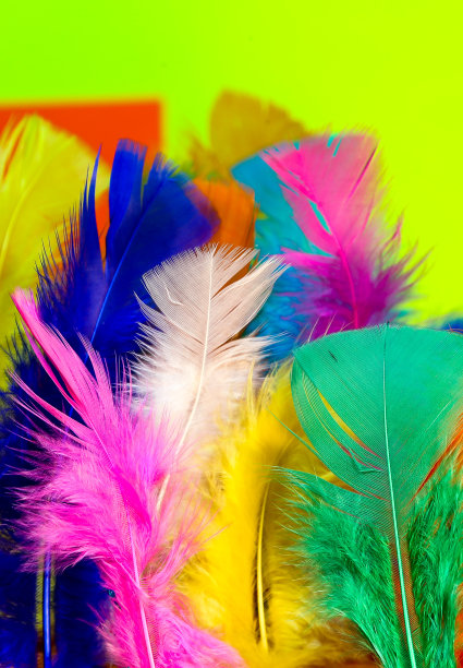 有羽毛的图片下载