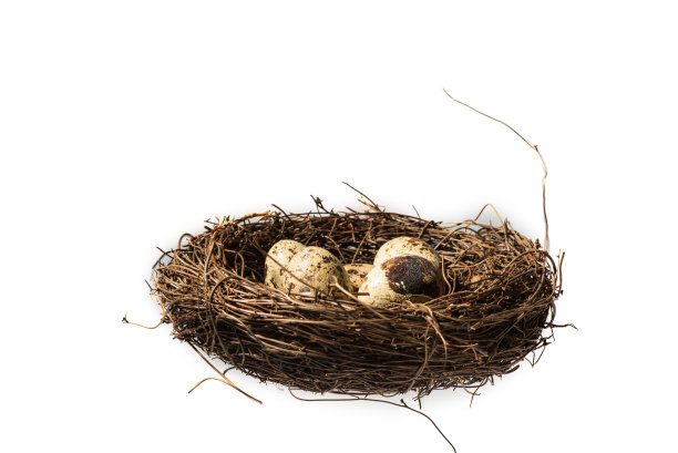 鹌鹑蛋在巢里素材图片