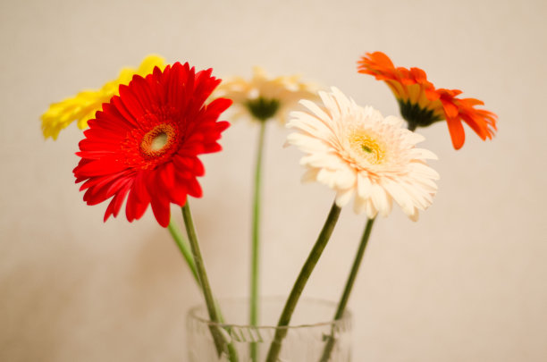 美国格柏公司图片下载