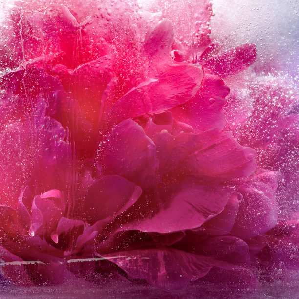 冻粉牡丹花图片下载