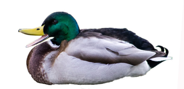 野鸭鸭在休息和嘎嘎叫图片下载