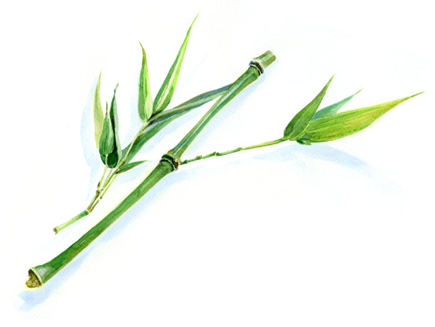 绿色竹小枝图片下载