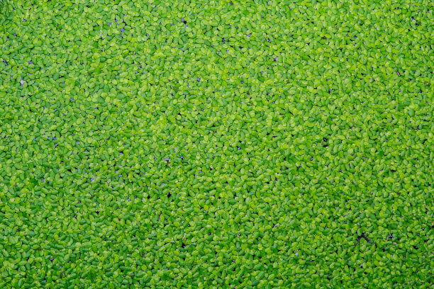 水生植物。图片下载