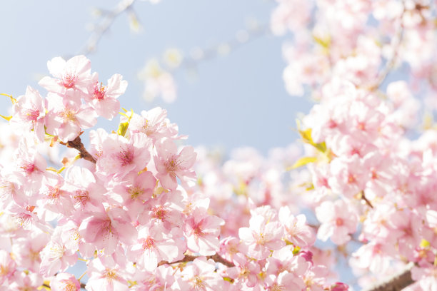 浪漫樱花图片素材ID：141167194