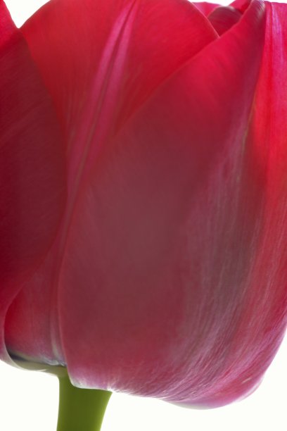 红色郁金香特写图片下载