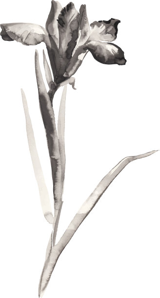 鸢尾花的水墨插画。烟灰墨的风格。图片下载