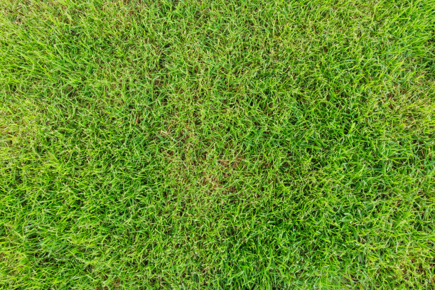 美丽的绿草纹理图片下载