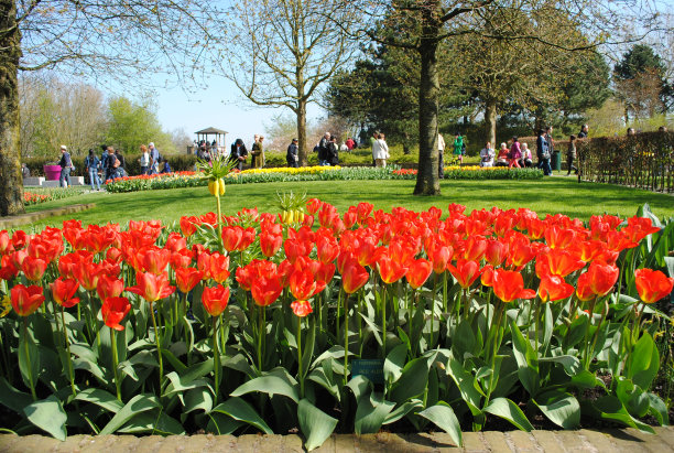 是郁金香图片下载