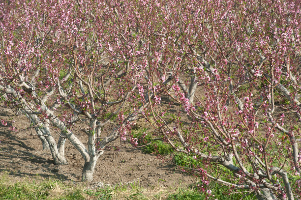 樱花种植园。图片下载