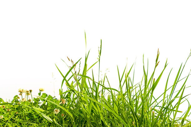 草和三叶草孤立在白色素材图片