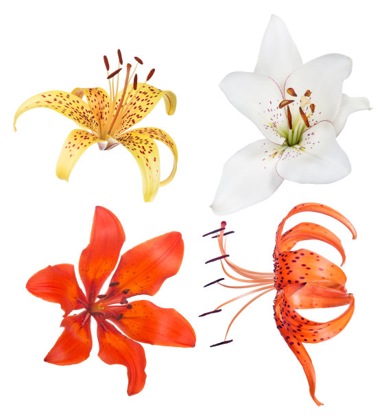 收集四朵孤立的百合花图片下载