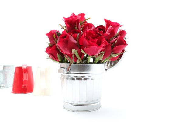 美丽的玫瑰与喷壶在白色的背景图片下载