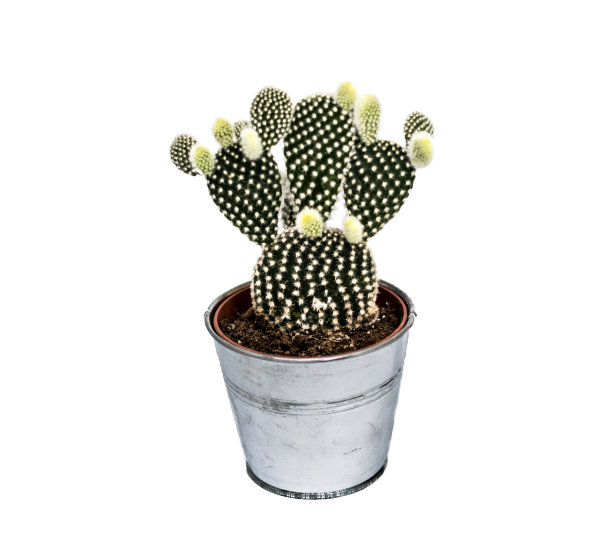 仙人掌图片下载