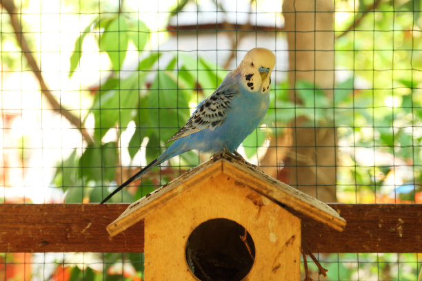 鸟笼里的鹦鹉图片下载