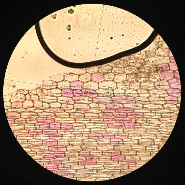 蕨科细胞显微照片图片下载