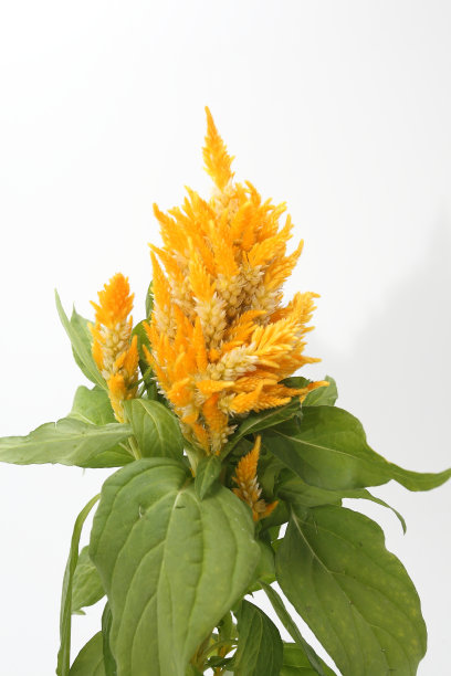 Celosia花图片下载