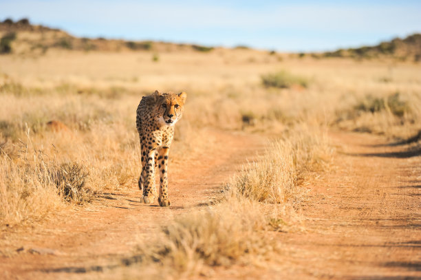 猎豹在移动中图片下载