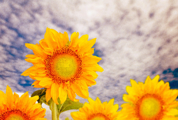 纸太阳花。图片下载