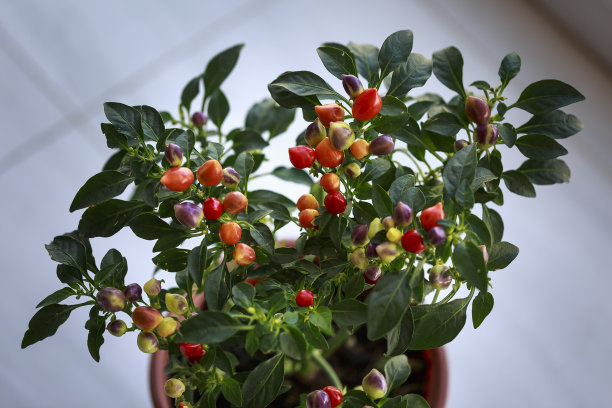 装饰辣椒盆栽植物图片下载
