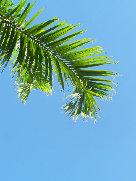 plam克。图片下载