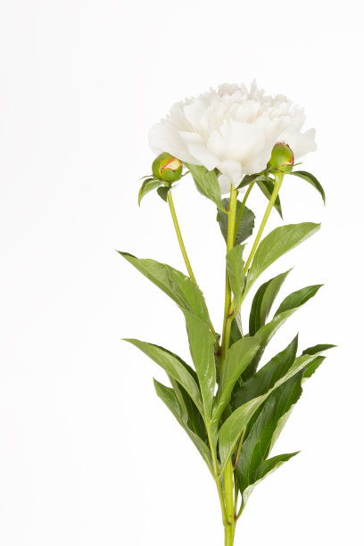 牡丹花朵图片下载