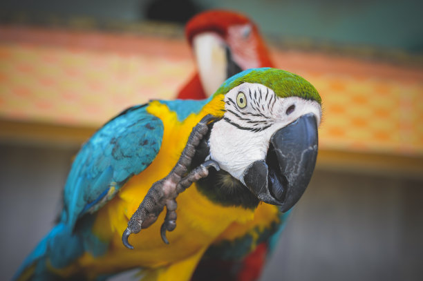 蓝色的鹦鹉是什么?图片下载