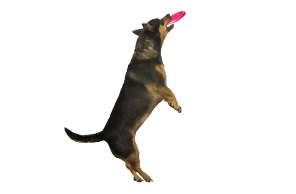 狗抓住飞盘图片下载