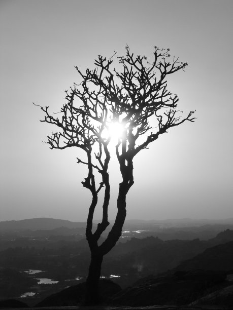 灵感剪影的光秃秃的树和树枝在日落图片下载