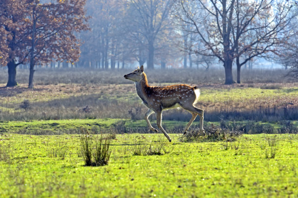 梅花鹿素材图片