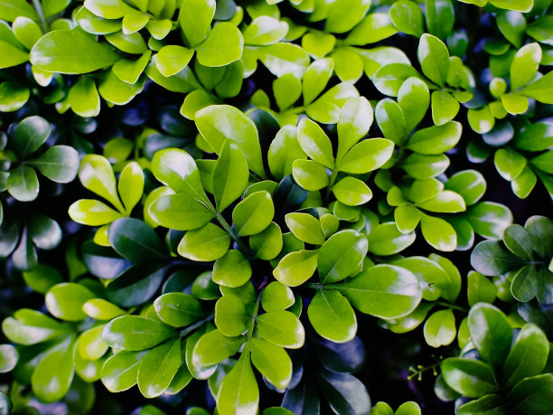 绿色的树叶图片下载