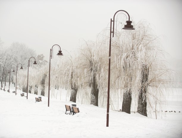 雪覆盖的树木图片下载