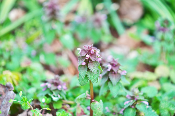 紫花野芝麻图片下载
